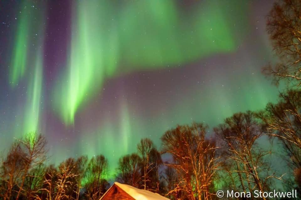 Susitna River Lodging, Riverside Cabins 塔尔基特纳 外观 照片